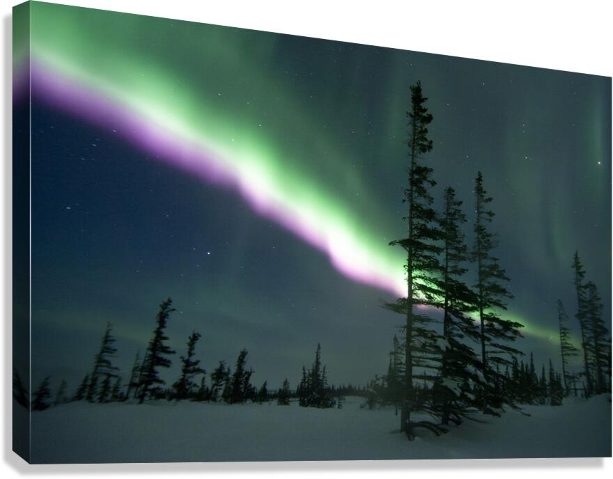 Purple Blaze Canvas Print