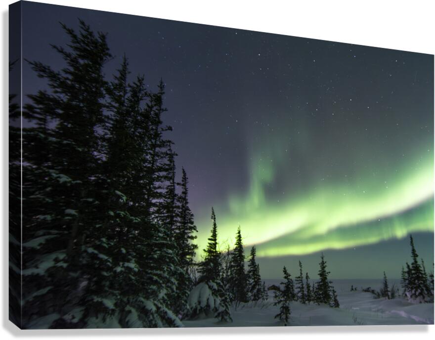 Dancing Skies beyond the Treeline 2 Canvas Print