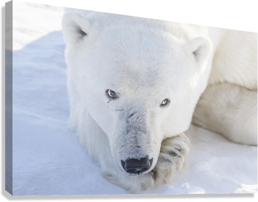 Polar Gaze Canvas Print