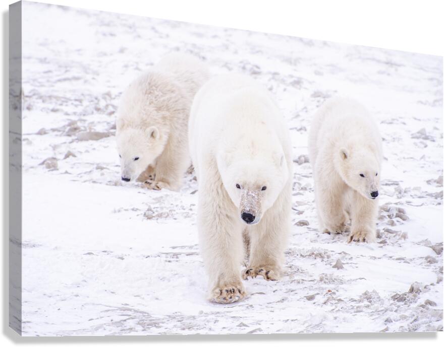 Stay By Her Side Canvas Print