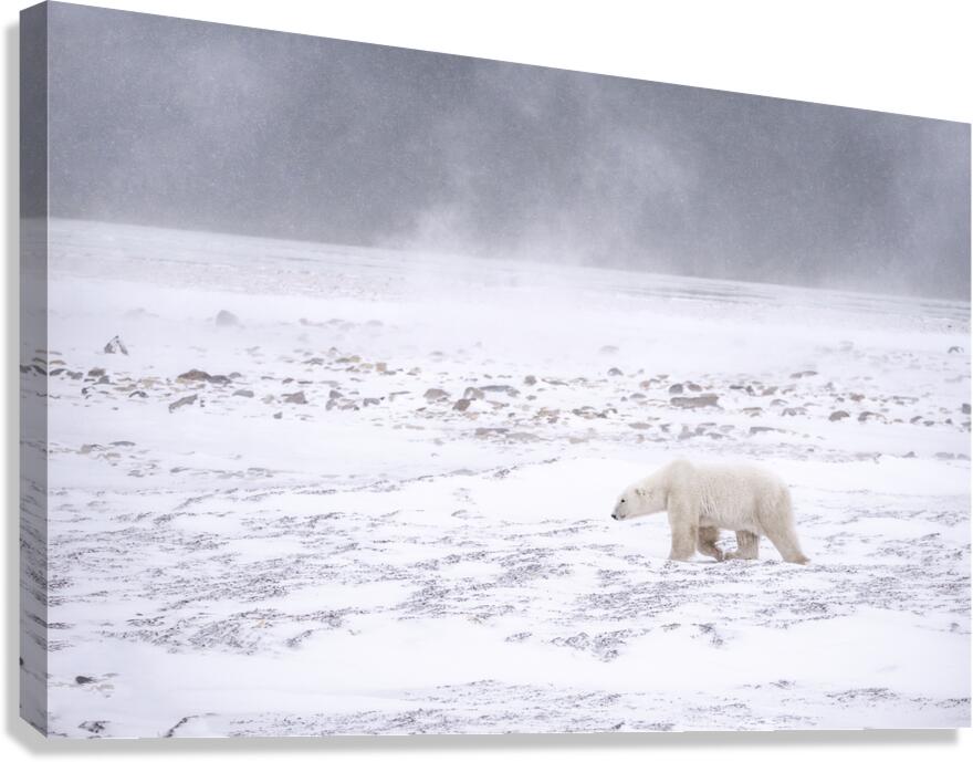 Storm Evader Canvas Print