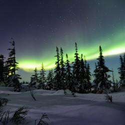 Dancing Skies beyond the Treeline 1