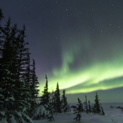 Dancing Skies beyond the Treeline 2
