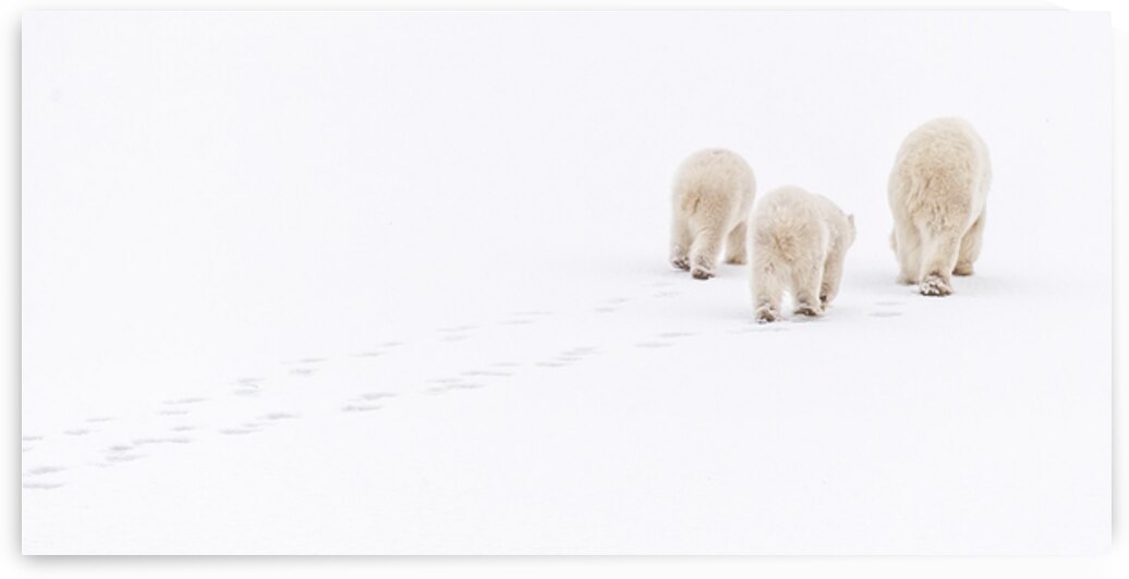 Snowwalkers by Edward Savage